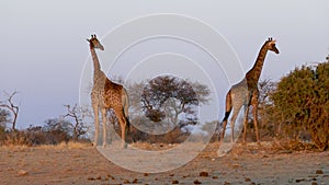 Two Giraffes standing at sunset in savannah of Etosha, Namibia.