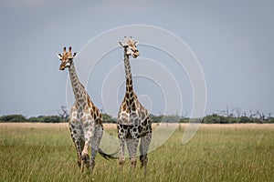 Two Giraffes starring at the camera in the Chobe National Park,