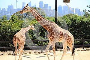 Two Giraffes @ Taronga Zoo Sydney