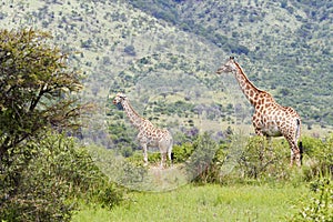 Two giraffes in thorn bush