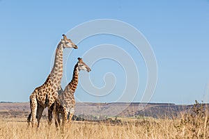 Two Giraffes Together Wildlife Animals