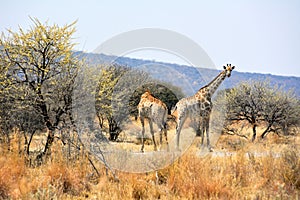 Two giraffes between trees in the Namibian savannah. African continent. The wild nature