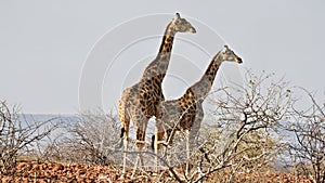 Two giraffes in the vast desert of Damaraland near Palmwag