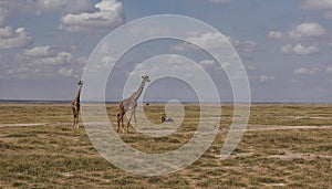 Two giraffes are walking in the African savannah