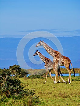 Two Giraffes Walking Along Lake in Africa Wildlife Sanctuary