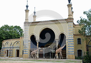 Two giraffes walking in front of their home in the Berlin Zoo in Germany