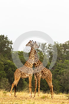 Two giraffes. War in the Savanna. Masai Mara.