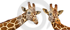 Two giraffes on a white background