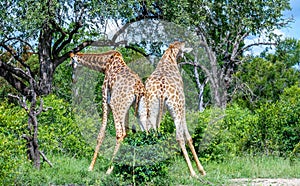 Two giraffes in the wild