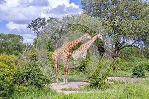 Two giraffes in the wild