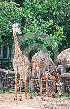 Two giraffes in the zoo