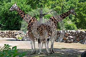 Two giraffes in the zoo