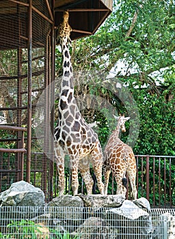 Two Giraffes in a zoo