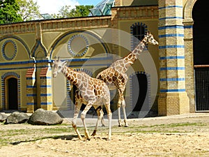 Two giraffes in a zoo