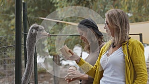 Two girls feed ostriches