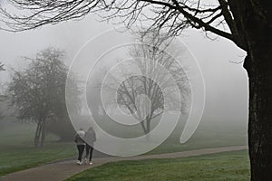 Morning fog through trees in Redmond, WA Park