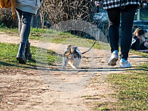 Two girls and a small dog walking or strolling in the park King Mihai I park on a nice sunny day
