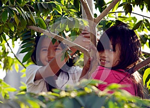 Two girls in a tree