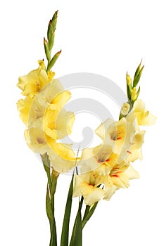 Two gladioli flower spikes photo