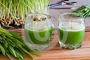 Two glasses of barley grass juice with freshly grown barley grass