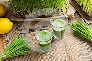 Two glasses of barley grass juice with freshly grown barley grass