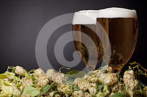Two glasses of beer froth with hop