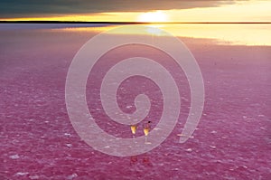 Two glasses of champagnein the water of pink lake with reflaction, at sunrise, Ukraine