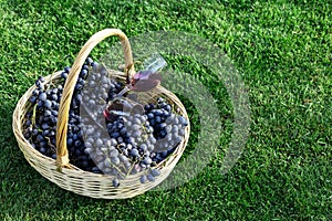 Two glasses of red wine in basket of fresh grapes harvest on lawn, green grass outside. Homemade wine making. Wine tasting in