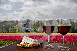 Two glasses of red wine with cheese and meat assortment on view of tulips field and windmill in Netherlands. Glass of red wine