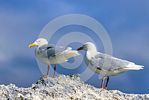 Two Glaucous gulls in the arctic region