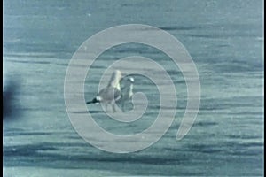 Two glaucous gulls walking on ice in Alaska