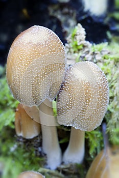 Two Glistening Inkcap