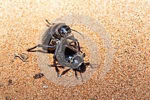 Two Glossy black Arabian Darkling Beetles.Pimelia arabica in the desert sand at night in the United Arab Emirates mating or