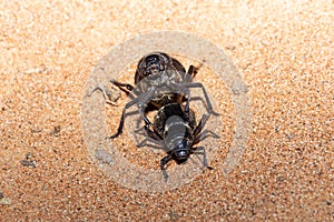 Two Glossy black Arabian Darkling Beetles.Pimelia arabica in the desert sand at night in the United Arab Emirates mating or