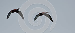two glossy ibis in flight, Plegadis falcinellus