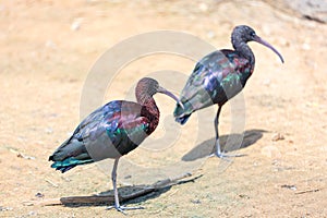 Two Glossy Ibis (Plegadis falcinellus)