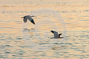 Two glossy ibises flying over Inle lake at sunset in Burma Myanmar photo
