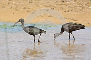 Two Glossy Ibises in Oman