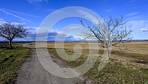 Two gnarled Trees along a farm road