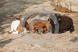 Two goat females resting near sheep male photo