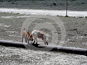 Two goat kids butting heads photo