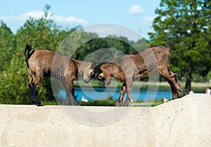 Two goat kids with their heads butting photo