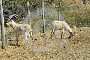 Two goat Kri-Kri