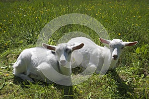 Two goatlings lying in the grass.