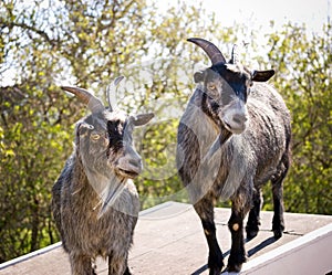 Two goats