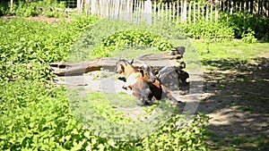 Two goats are basking in the sun