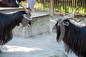 Two goats with black hair provocating each other