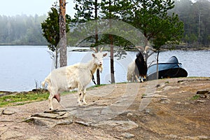 Two goats and a boat on the island