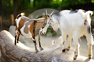 Two goats butting on a log on beautiful sunny summer day photo