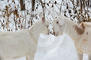 Dos cabras ganador territorio en nevado Bosque 